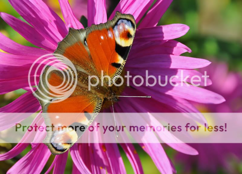 Fotografie