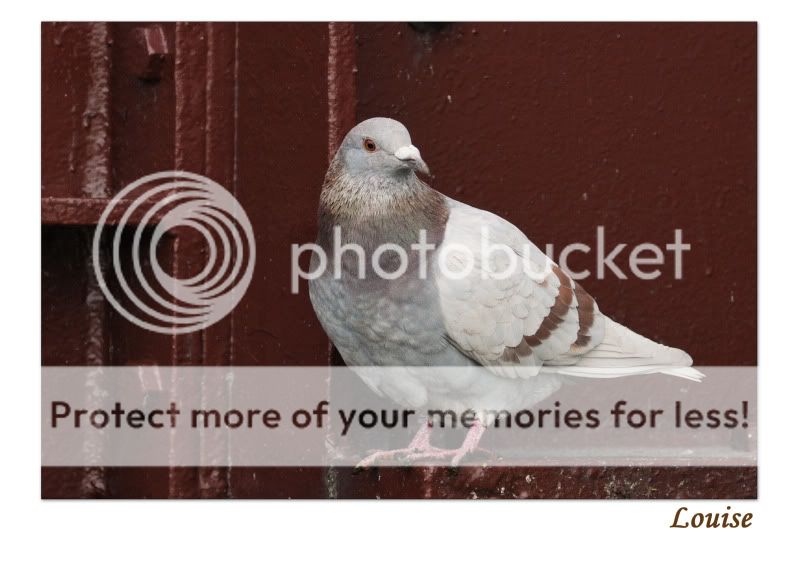Fotografie