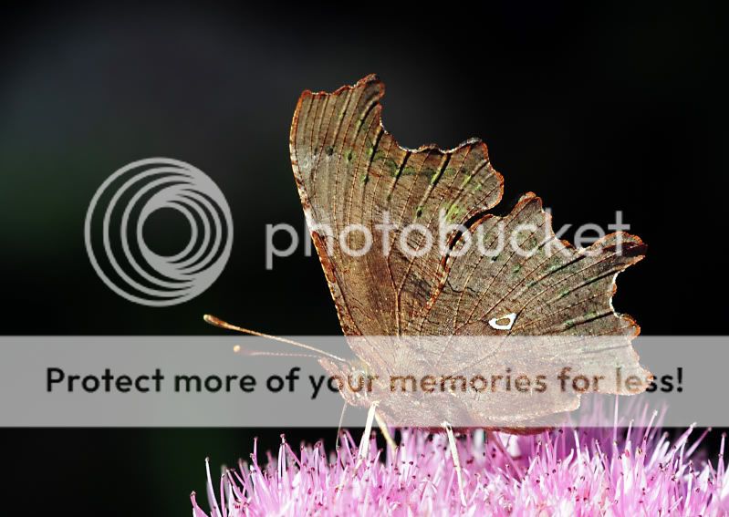 Fotografie