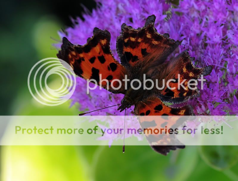 Fotografie