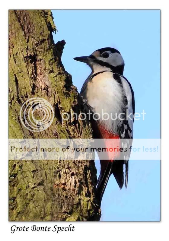 Fotografie