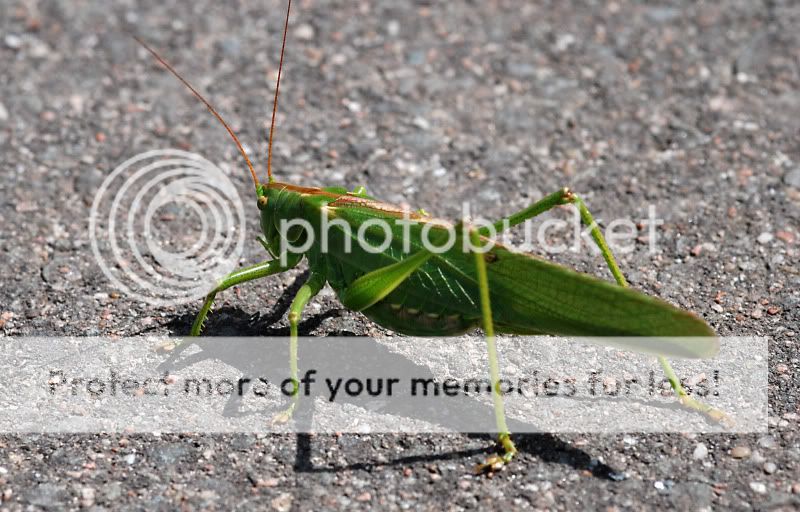 Fotografie
