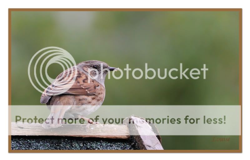 Fotografie