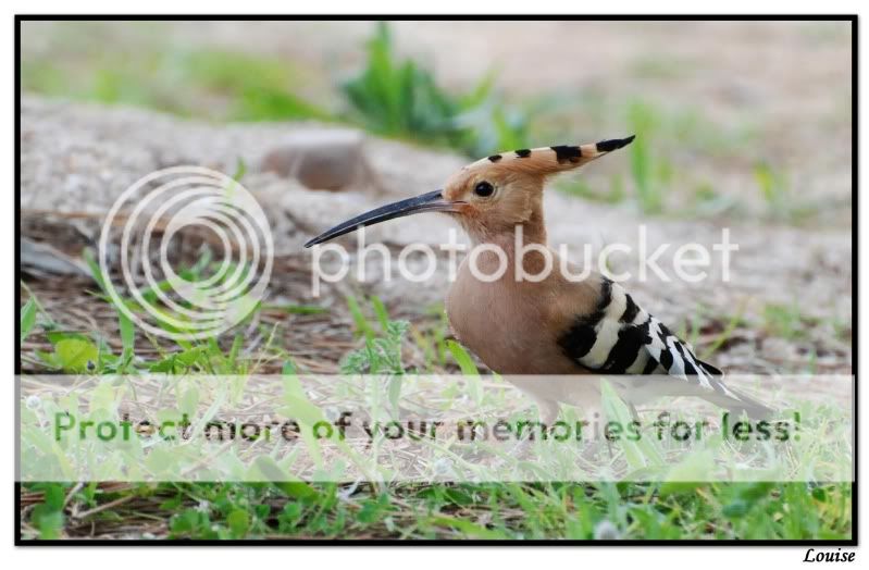 Fotografie