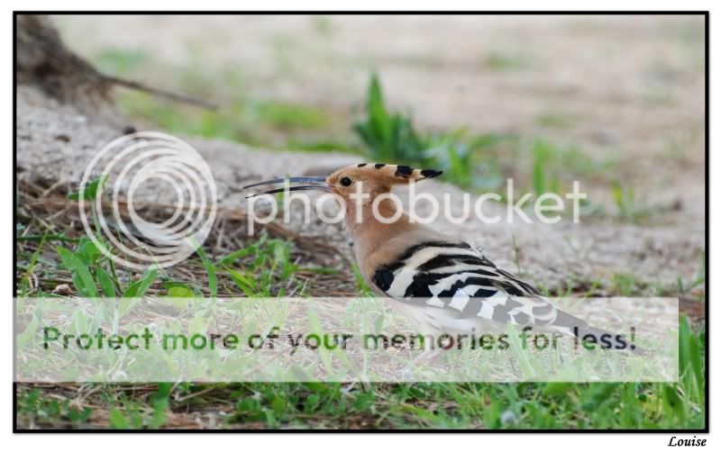 Fotografie