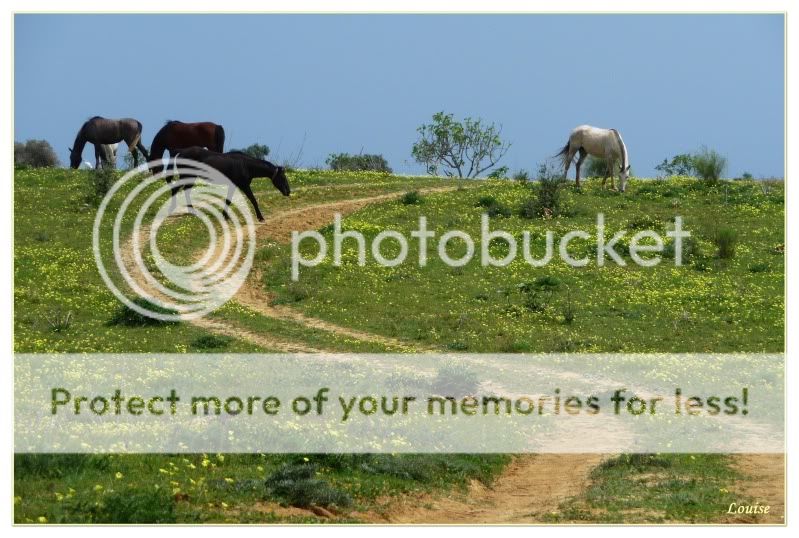Fotografie
