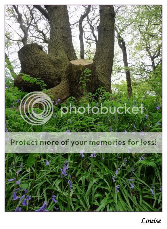 Fotografie