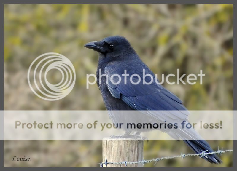Fotografie