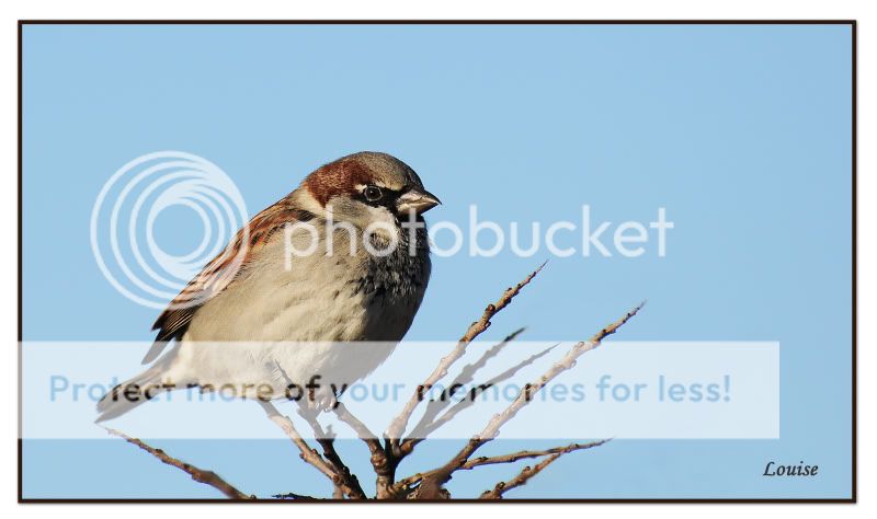 Fotografie