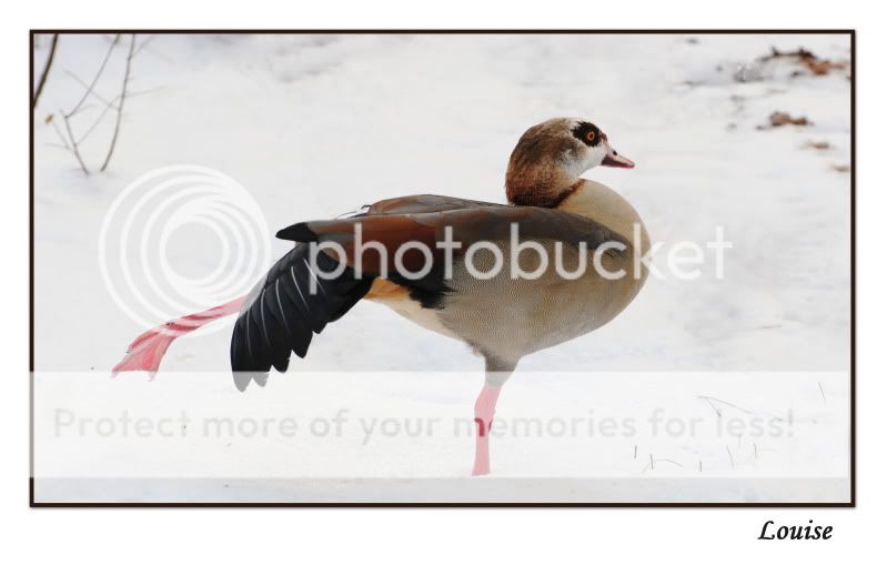 Fotografie