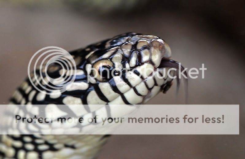Fotografie