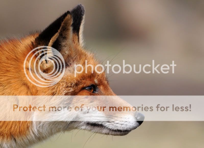 Fotografie