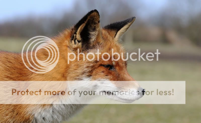 Fotografie