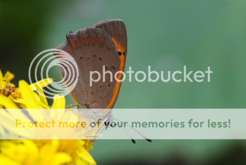 Fotografie