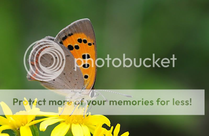Fotografie
