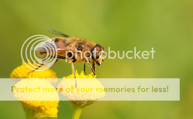 Fotografie
