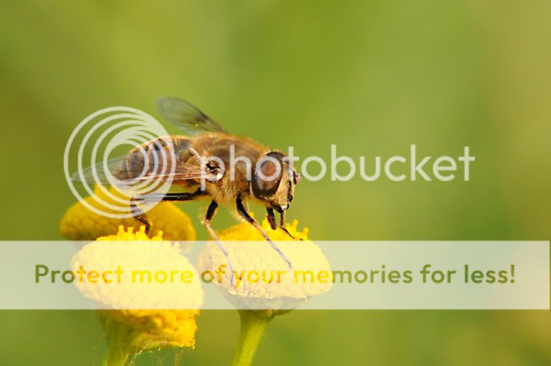Fotografie