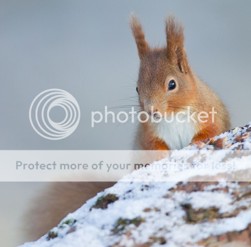 IMAGE: http://i675.photobucket.com/albums/vv112/dratsea/file-107.jpg