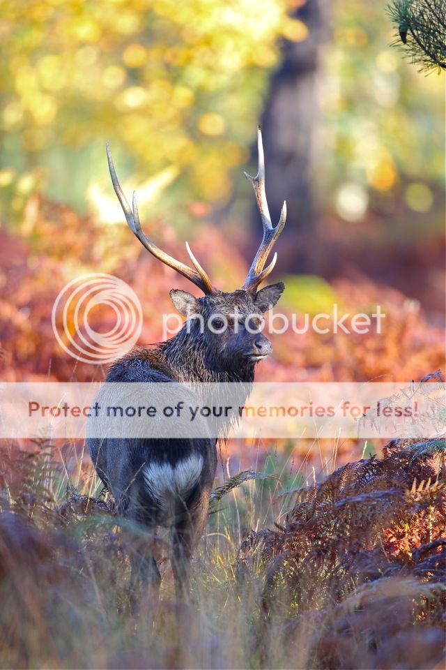 IMAGE: http://i675.photobucket.com/albums/vv112/dratsea/file-16.jpg