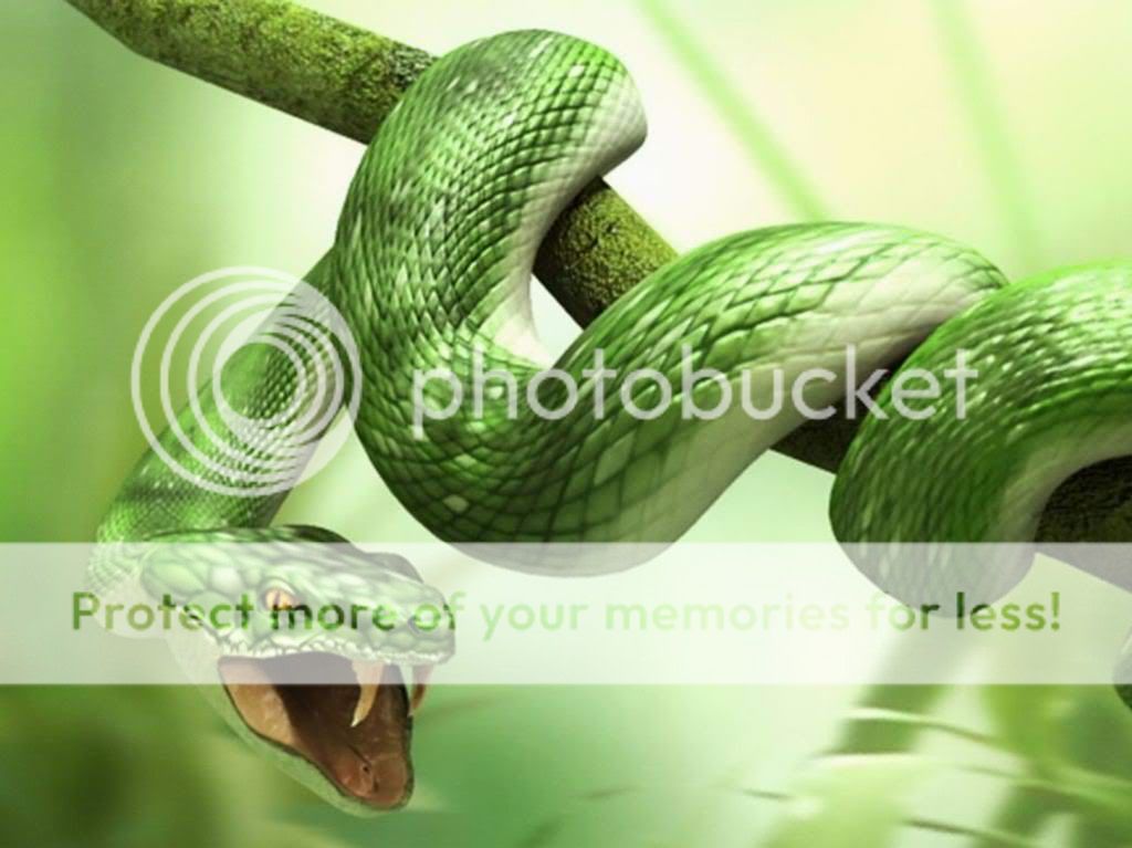 snake wallpapers. snakes desktop wallpapers