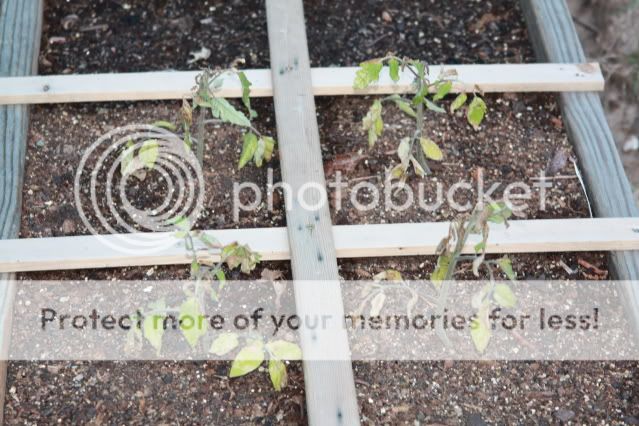 sicklytomatoes