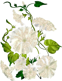 Morning Glories