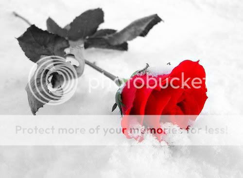 red rose Pictures, Images and Photos